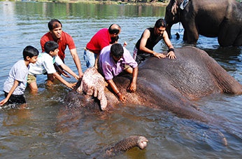 Dubare Elephant Activities